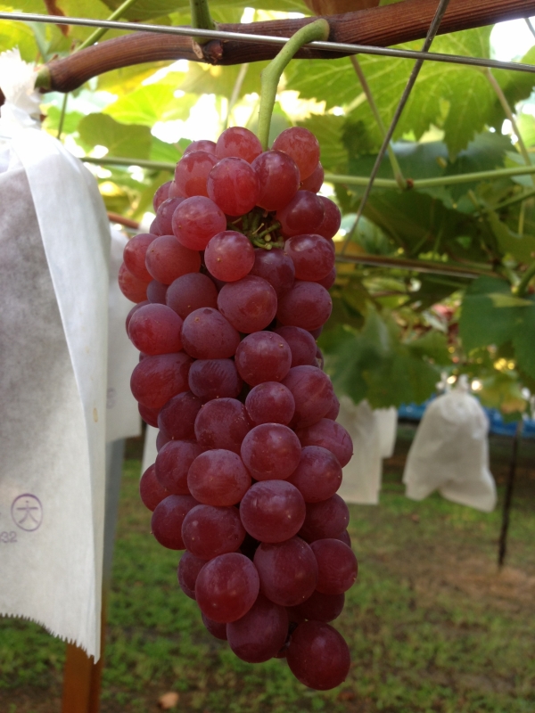 商品のご紹介｜浅桑園