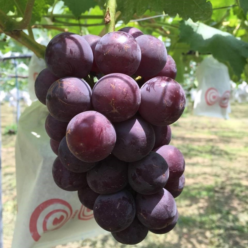 商品のご紹介｜浅桑園