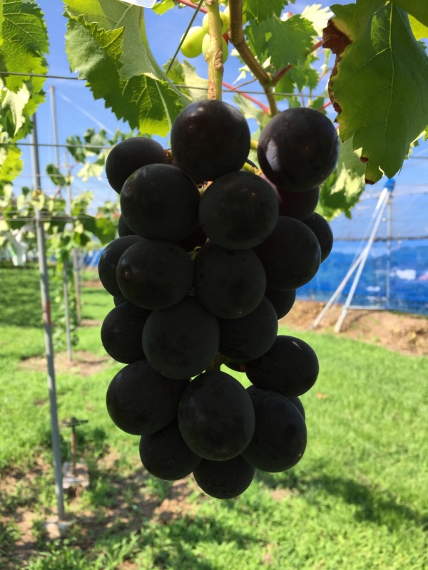 商品のご紹介｜浅桑園