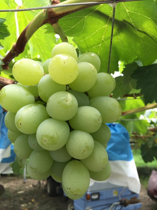 翠峰｜商品のご紹介｜浅桑園